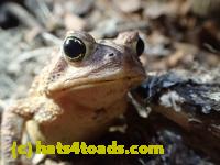 /home//u458753944/public_html/sourcegallery////////////////////////Roxborough Toad Detour/2013-2019/2017/P4110686.JPG